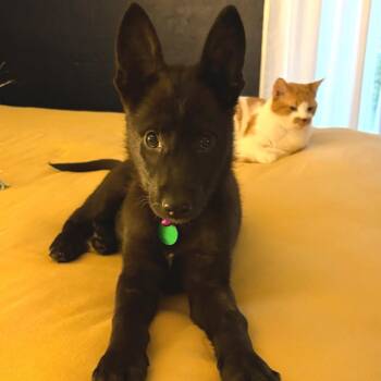 Mixed Breed Dogs Available for Adoption in Buffalo, Minnesota - Naomi | PetCurious