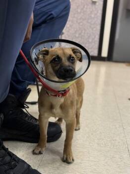 Chihuahua Dogs Available for Adoption - BRANDI | PetCurious