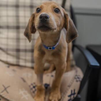 Hound and Labrador Retriever Dogs Available for Adoption in Pawling, New York - Adam | PetCurious
