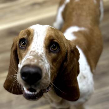 Basset Hound Dogs Available for Adoption - Delta | PetCurious