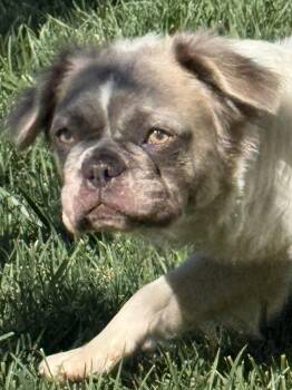 Janet -  French Bulldog Dog for Adoption in Severance, Colorado - Janet | PetCurious