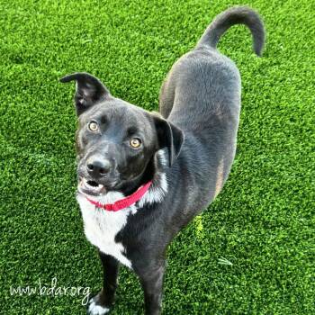 Doc -  Black Labrador Retriever Dog for Adoption in Cheyenne, Wyoming - Doc | PetCurious
