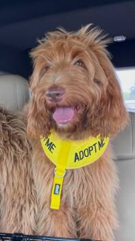 Bocephus -  Golden Retriever and Goldendoodle Dog for Adoption in Pensacola, Florida - Bocephus | PetCurious
