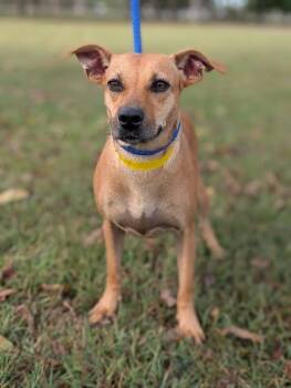 Rescue Terrier and Mixed Breed Dogs for Adoption in Aiken, South Carolina - Peach | PetCurious