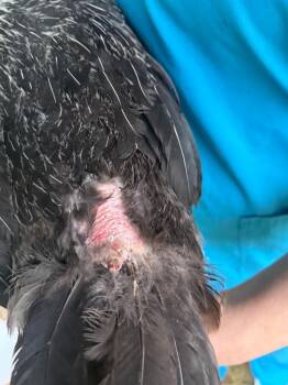 Mixed Breed Dogs Available for Adoption in Columbia, Tennessee - Chicken #8 | PetCurious