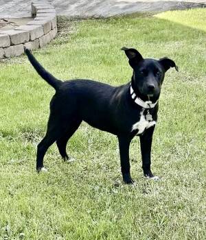 Labrador Retriever and Mixed Breed Dogs Available for Adoption in Houston, Texas - Patsy Kline | PetCurious