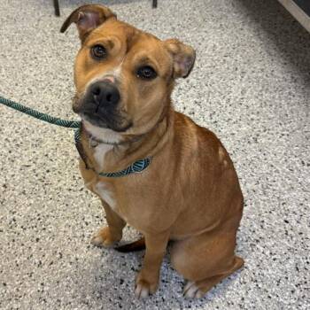 Buttermilk Biscuit -  Mixed Breed Dog for Adoption in Walker, Michigan - Buttermilk Biscuit | PetCurious