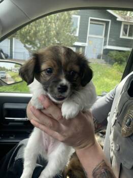 Shih Tzu and Chihuahua Dogs Available for Adoption in Kennewick, Washington - Barkbara | PetCurious