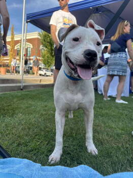 Rescue Pit Bull Terrier Dogs for Adoption in Germantown, Ohio - Watson | PetCurious