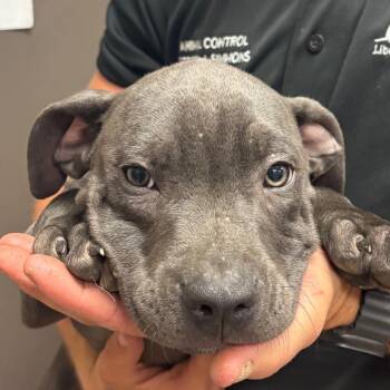 Shimmer -  Pit Bull Terrier Dog for Adoption in Hinesville, Georgia - Shimmer | PetCurious