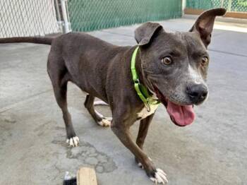 Pit Bull Terrier Dogs Available for Adoption in Salt Lake City, Utah - Roco | PetCurious