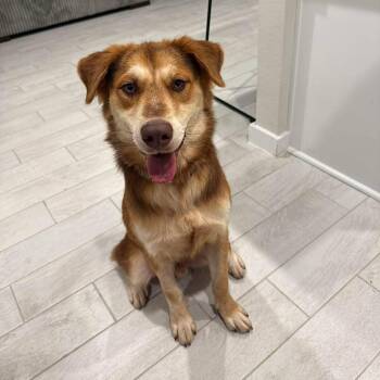 Rusty -  Australian Shepherd and Husky Dog for Adoption in Houston, Texas - Rusty | PetCurious