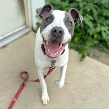 Lucy Montana -  Mixed Breed Dog for Adoption in Owosso, Michigan - Lucy Montana | PetCurious