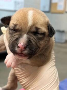 Mixed Breed Dogs Available for Adoption in Jacksonville, Florida - VANITY | PetCurious