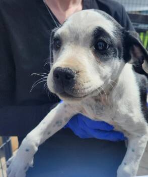 Patterdale Terrier Fell Terrier and Pit Bull Terrier Dogs Available for Adoption in Severance, Colorado - Genesee | PetCurious