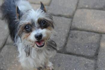 Babs -  Yorkshire Terrier Dog for Adoption in Monroe, North Carolina - Babs | PetCurious