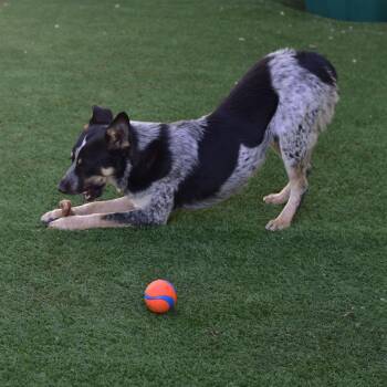 Bud -  Australian Cattle Dog Blue Heeler Dog for Adoption in Ottawa, Kansas - Bud | PetCurious