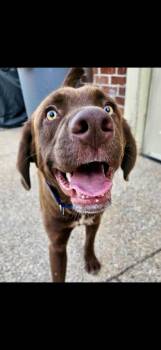 Louis -  Labrador Retriever Dog for Adoption in Bloomfield Hills, Michigan - Louis | PetCurious