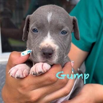 Gump -  American Staffordshire Terrier and Staffordshire Bull Terrier Dog for Adoption in Tampa, Florida - Gump | PetCurious