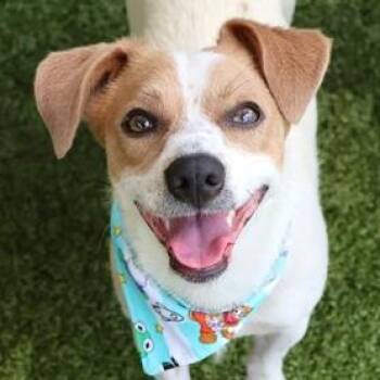 Reacher -  Jack Russell Terrier and Terrier Dog for Adoption in Calverton, New York - Reacher | PetCurious