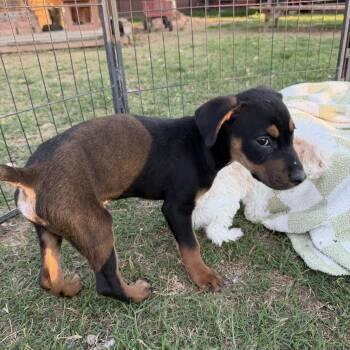 Chiweenie and German Pinscher Dogs Available for Adoption - Benny | PetCurious