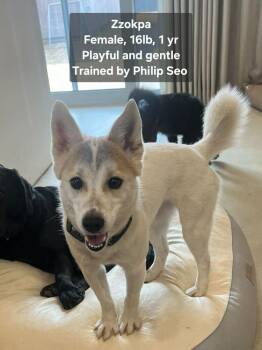 Jindo Dogs Available for Adoption - Zzokpa | PetCurious