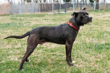 dax FKA Dominic -  Mixed Breed Dog for Adoption in West Chester, Pennsylvania - Dax FKA Dominic | PetCurious