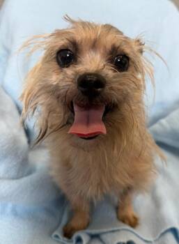 Harry -  Shih Tzu and Mixed Breed Dog for Adoption in Lagrange, Indiana - Harry | PetCurious