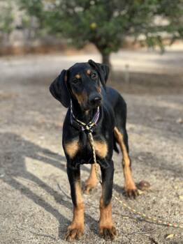Delilah -  Doberman Pinscher Dog for Adoption in West Hollywood, California - Delilah | PetCurious