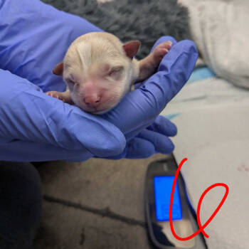 Rescue Chihuahua and Terrier Dogs for Adoption in Chattanooga, Tennessee - Snuffle | PetCurious