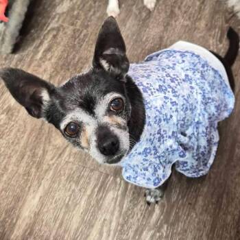 Izzie -  Chihuahua Dog for Adoption in Lubbock, Texas - Izzie | PetCurious