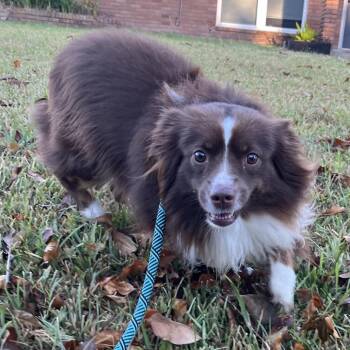 Ziggy -  Australian Shepherd and Mixed Breed Dog for Adoption in Lake Jackson, Texas - Ziggy | PetCurious
