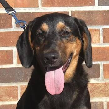 Harley -  Dachshund and Mixed Breed Dog for Adoption in Elk Grove Village, Illinois - Harley | PetCurious