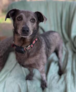 Mixed Breed Dogs Available for Adoption - Wuby | PetCurious