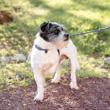 Mixed Breed Dogs Available for Adoption in Chester Springs, Pennsylvania - Jack | PetCurious