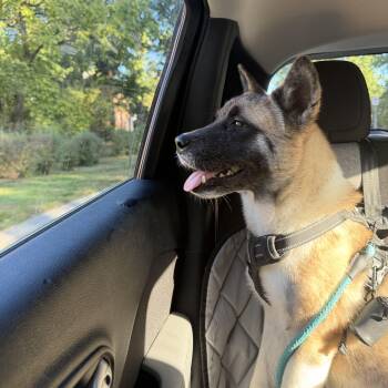 Jackson -  Akita Dog for Adoption in Chicago, Illinois - Jackson | PetCurious