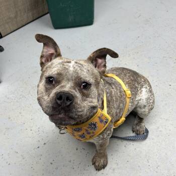 English Bulldog Dogs Available for Adoption in Uniontown, Pennsylvania - Freckles | PetCurious