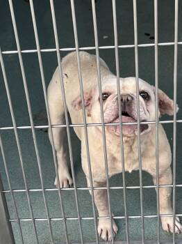 French Bulldog Dogs Available for Adoption - BELLA | PetCurious