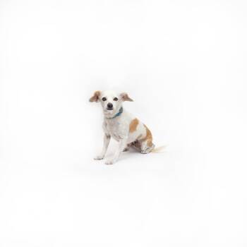 Odessa -  Mixed Breed Dog for Adoption in Los Angeles, California - Odessa | PetCurious