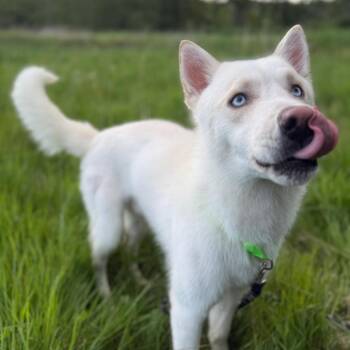 Husky Dogs Available for Adoption in Bellingham, Washington - Doc | PetCurious