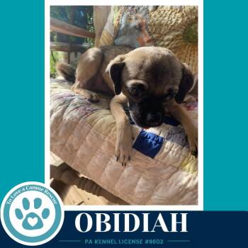Obadiah (Obi) 091226 -  Pug and Chihuahua Dog for Adoption in Kimberton, Pennsylvania - Obadiah (Obi) 091226 | PetCurious