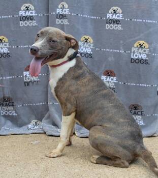 Rescue Pit Bull Terrier Dogs for Adoption in Jacksonville, Texas - Athena | PetCurious