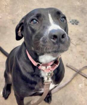 STARRY -  Mixed Breed Dog for Adoption in Fernandina Beach, Florida - STARRY | PetCurious