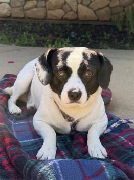 REED -  Chihuahua and Mixed Breed Dog for Adoption in Sacramento, California - REED | PetCurious