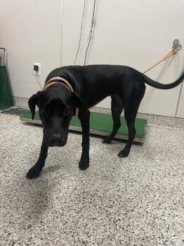 Ivory -  Labrador Retriever Dog for Adoption in Clarksville, Tennessee - Ivory | PetCurious