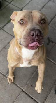 Waffles -  Pit Bull Terrier Dog for Adoption in Suffolk, Virginia - Waffles | PetCurious