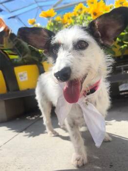 Star -  Jack Russell Terrier Dog for Adoption in Lafayette, California - Star | PetCurious