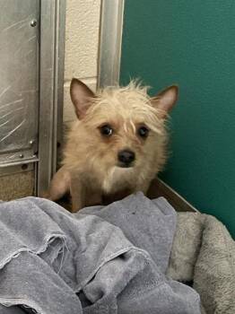 Terrier and Mixed Breed Dogs Available for Adoption in Newton, North Carolina - RAFIKI | PetCurious