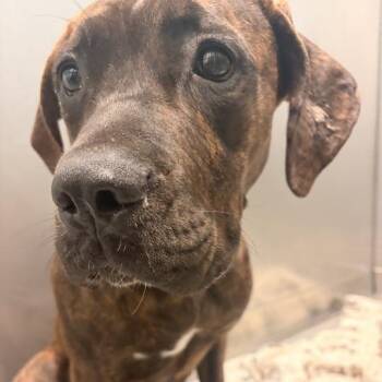 Giovanni -  Mixed Breed Dog for Adoption in Davenport, Iowa - Giovanni | PetCurious