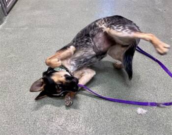 Mixed Breed and Australian Cattle Dog Blue Heeler Dogs Available for Adoption in Santa Fe, New Mexico - A175111 | PetCurious